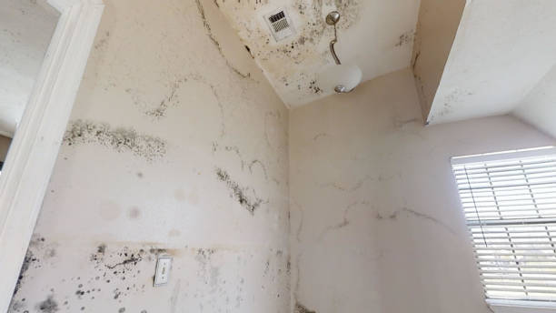 Best Mold Documentation for Insurance Claims  in Hiram, OH