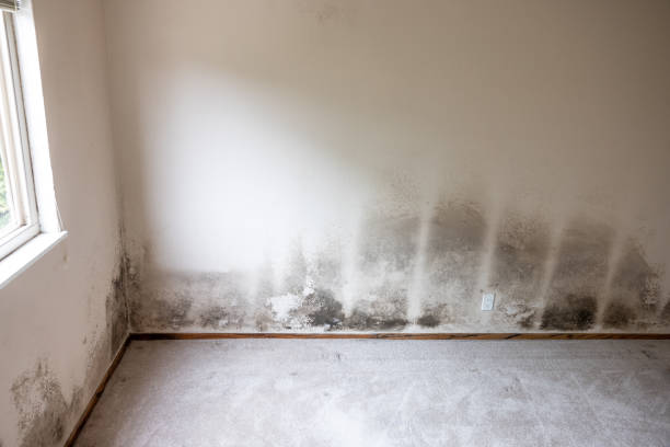 Best Industrial Mold Remediation  in Hiram, OH