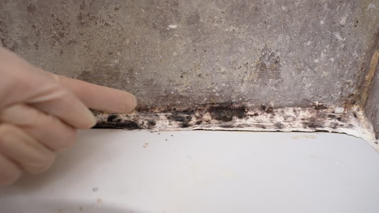 Best Biohazard Mold Removal  in Hiram, OH